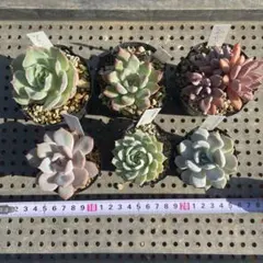 多肉植物　抜き苗　6種セット