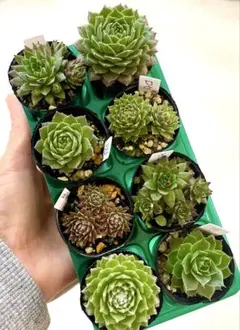 2025年最新】センペルビウム セットの人気アイテム - メルカリ