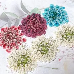 押し花素材＊レースフラワー　中サイズ2
