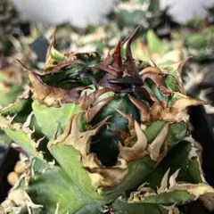 2026年最新】AGAVE godzillaの人気アイテム - メルカリ