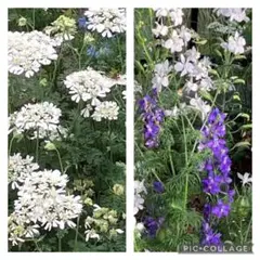 蒔きどき❣️オルレア　白　種　150粒　おまけ付き　チドリソウ