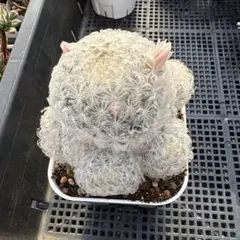 2025年最新】サボテン白星の人気アイテム - メルカリ