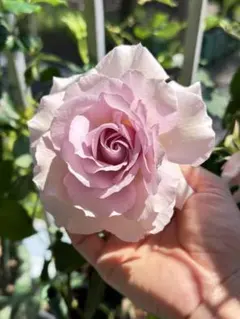 つる薔薇☆挿し穂　CO メルカリ便 ②バラ苗 20本 挿し穂 お任せ お得 名前記入 - メルカリ