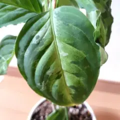 2026年最新】アグラオネマ ピクタムの人気アイテム - メルカリ