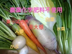 農薬化学肥料不使用新鮮採りたて野菜詰め合わせ2