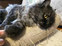 xxx様 リクエスト 3点 まとめ商品