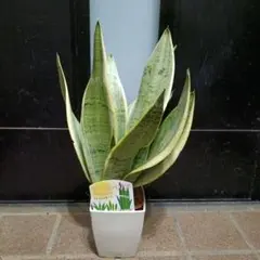 2026年最新】スノーホワイト サンスベリアの人気アイテム - メルカリ