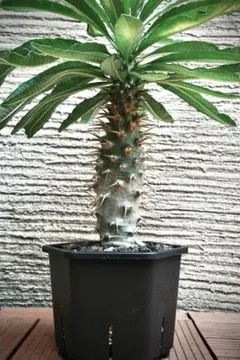 Platycerium. bifurcatum 'Splendens' 大株 - メルカリ