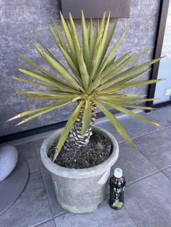 ザミオクルカス ブラック ピンクバリエガータ斑入りZZ plant 24 - メルカリ