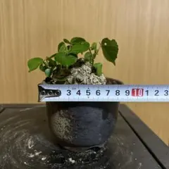 【最終値下げ】 沖縄オオハマボウ 索/塊根/イボ【氣まぐれセール】 オオハマボウ(ユウナ) 沖縄オオハマボウ 索/塊根/イボ【氣まぐれ