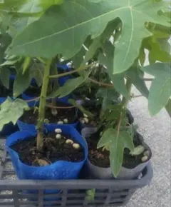 とっとちゃん様 リクエスト 2点 まとめ商品