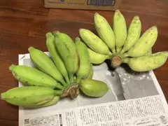 《あきさみよーキャンペーン》しっかりバナナもっちりバナナ、2.4kg、沖縄南部産のサムネイル