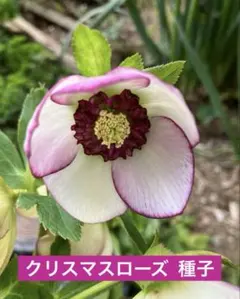 ❤️32❤️⭐️クリスマスローズ⭐️セルフ種子⭐️ - メルカリ