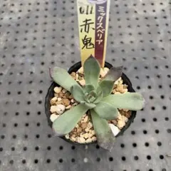 2025年最新】おらいさん苗 赤鬼の人気アイテム - メルカリ