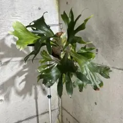 tsutom様 リクエスト 2点 まとめ商品