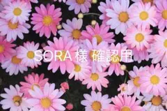 SORA様確認用