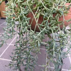 ドルフィンネックレス 10カット 挿し芽 簡単栽培