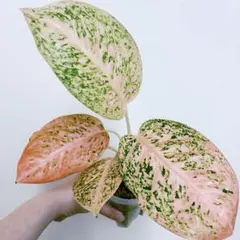 アグラオネマ サイアムオーロラホワイト 観葉植物 calm cafe - メルカリ