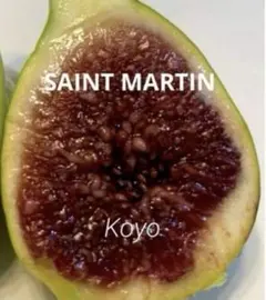 イチジク苗木★超稀少品種★ SAINT MARTIN （サンマーティン）のサムネイル