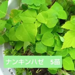 ナンキンハゼ　5苗　No.8のサムネイル