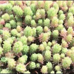 roiroi様 リクエスト 3点 まとめ商品