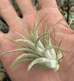 Tillandsia Kautskyi 成長点異常？ 速達発送 - メルカリ