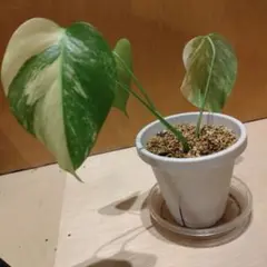 2025年最新】セブブルーミントの人気アイテム - メルカリ