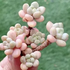 あっこ様 リクエスト 2点 まとめ商品