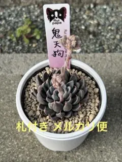 2026年最新】ルイパパさん苗の人気アイテム - メルカリ