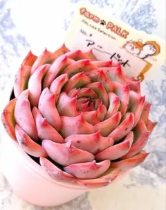 2026年最新】ファームパルクの人気アイテム - メルカリ