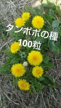 2026年最新】たんぽぽ 種の人気アイテム - メルカリ