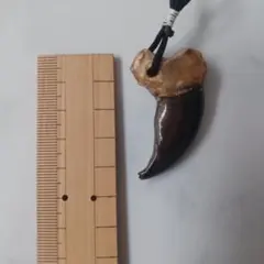 金毛 ヒグマ 巨大 爪 熊の爪 - メルカリ