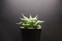 2026年最新】海王 アガベの人気アイテム - メルカリ