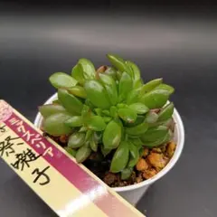 多肉葉挿しセット①❤木花咲那(コキリノ)、miyaさん2種、優木園2種