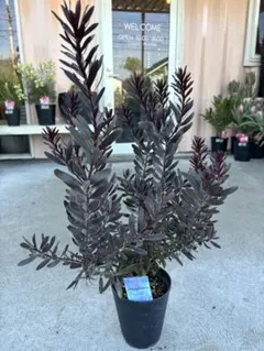 2026年最新】リューカデンドロン デュリフの人気アイテム - メルカリ