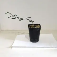オペルクリカリア パキプス 　パワータンク発芽苗のサムネイル