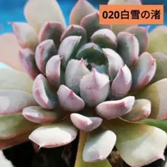 Mi様 リクエスト 2点 まとめ商品