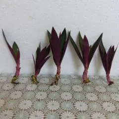 あきやす様 リクエスト 2点 まとめ商品