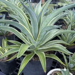 2025年最新】デスメティアーナの人気アイテム - メルカリ