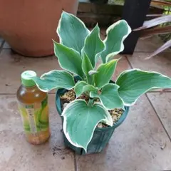 ミロミロ様 リクエスト 2点 まとめ商品