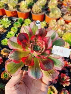 お*す様 520 半糖 多肉植物 アエオニウム 抜き苗
