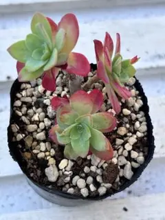 多肉植物 抜き苗 ピンクチップス 88 - メルカリ