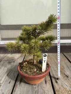 2026年最新】盆栽 五葉松の人気アイテム - メルカリ