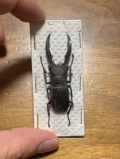 2026年最新】ホソアカクワガタ 標本の人気アイテム - メルカリ