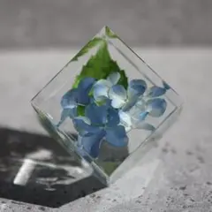 紫陽花の植物標本(5cm角）