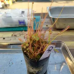 あまぞんや様 リクエスト 2点 まとめ商品