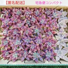 朧月＆秋麗　カット苗　詰め合わせ　☆【宅急便コンパクト】