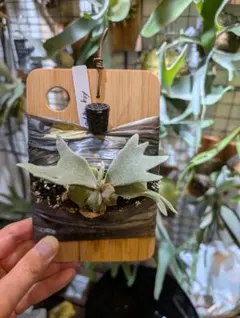 2025年最新】ゴールデンボーイ ビカクシダの人気アイテム - メルカリ