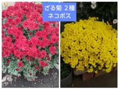 ざる菊 菊苗 冬至芽 黄 5苗　赤 5苗のサムネイル