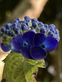 Akemi Ishibashi様 リクエスト 3点 まとめ商品